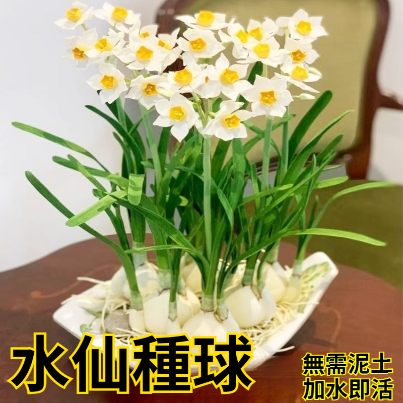 【比香水還香，盛開在冬天，新手也能輕鬆養爆花，种一次年年有花看】重辦洋水仙，耐寒易養，不挑環境，水培土培都可以，現在種下，過年就開花，滿屋飄香，清新怡人！