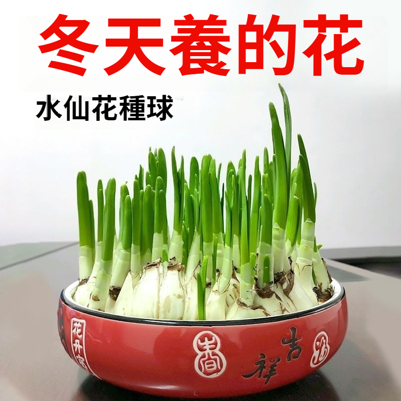 【比香水還香，盛開在冬天，新手也能輕鬆養爆花，种一次年年有花看】重辦洋水仙，耐寒易養，不挑環境，水培土培都可以，現在種下，過年就開花，滿屋飄香，清新怡人！