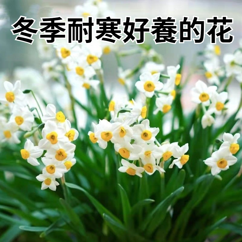 【比香水還香，盛開在冬天，新手也能輕鬆養爆花，种一次年年有花看】重辦洋水仙，耐寒易養，不挑環境，水培土培都可以，現在種下，過年就開花，滿屋飄香，清新怡人！